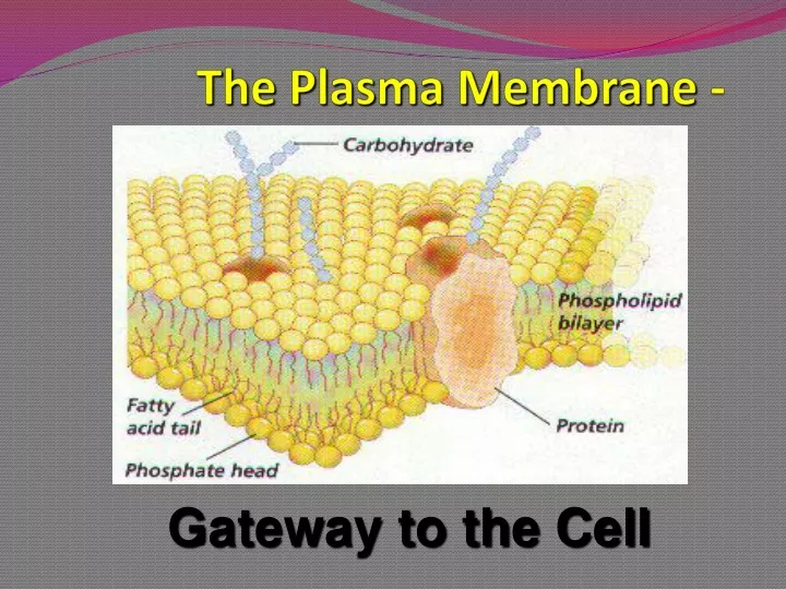 the plasma membrane