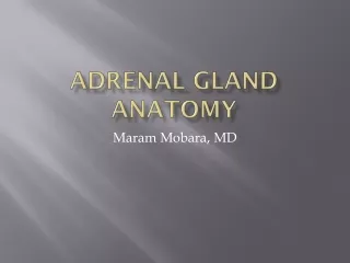 Adrenal gland anatomy