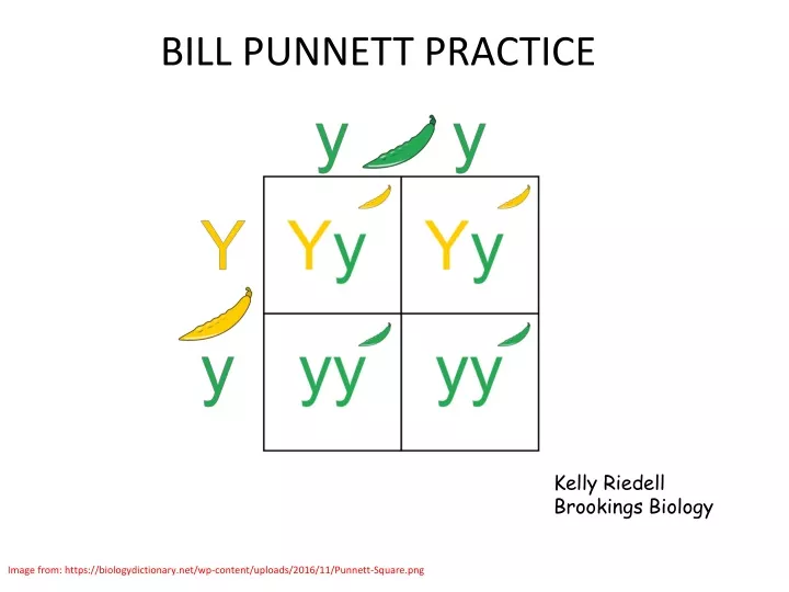bill punnett practice