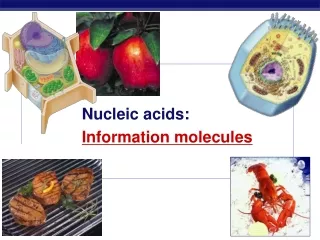 Nucleic acids:
