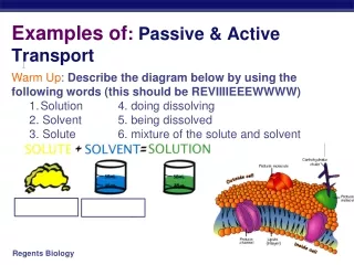 Examples of :  Passive &amp; Active Transport