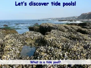 Let’s discover tide pools!