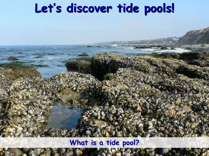 let s discover tide pools