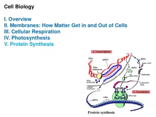 Cell Biology I. Overview II. Membranes: How Matter Get in and Out of Cells