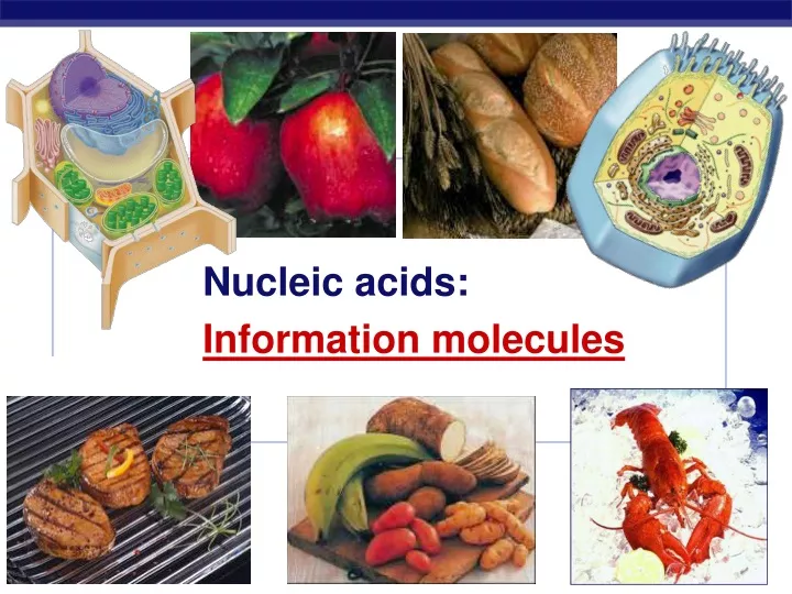 nucleic acids