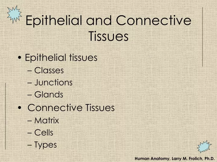 epithelial and connective tissues