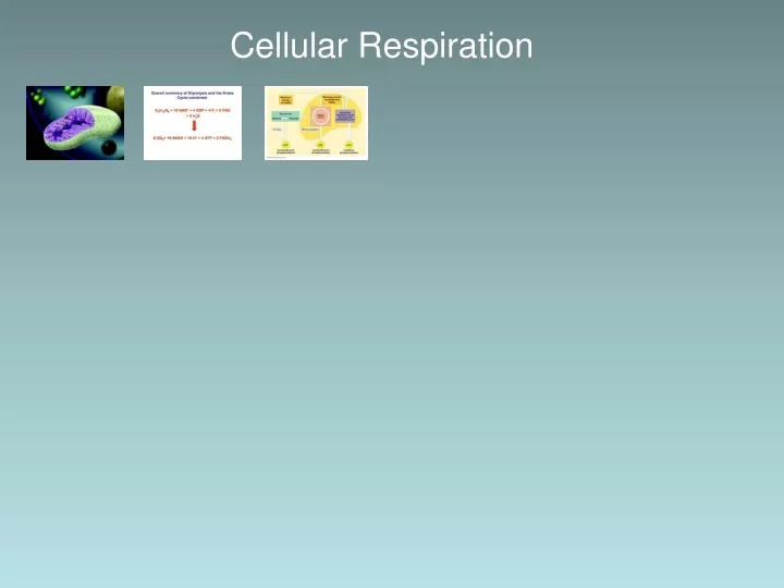 cellular respiration