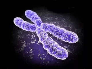 Chromosomal Landscapes