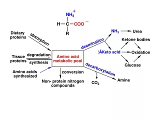 Four types  of  AA  d eamination:        transamination         oxidative  deamination