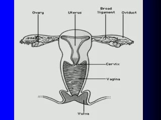 summary ovary:  produce ovum &amp; secret steroid hormones.