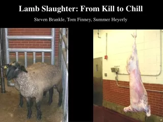 Lamb Slaughter: From Kill to Chill Steven Brankle, Tom Finney, Summer Heyerly