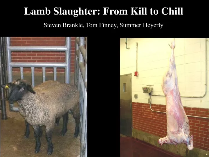 lamb slaughter from kill to chill steven brankle