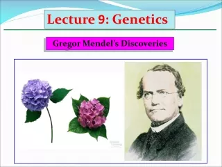 Gregor Mendel’s Discoveries