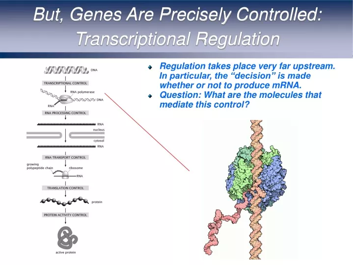 but genes are precisely controlled transcriptional regulation