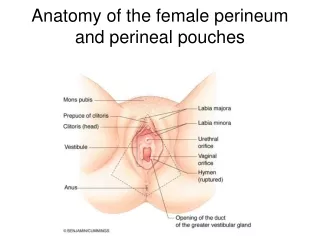 Anatomy of the female perineum and perineal pouches