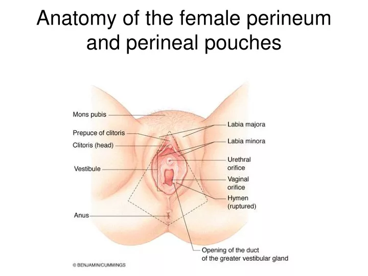 anatomy of the female perineum and perineal pouches