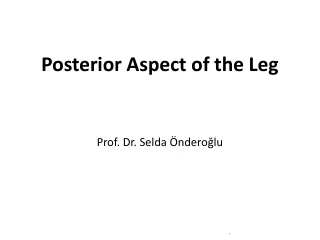 Posterior Aspect of the Leg Prof. Dr. Selda Önderoğlu
