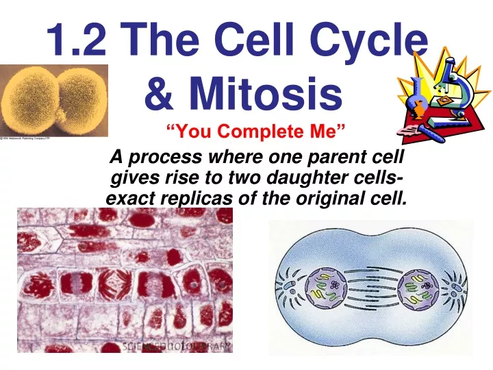 1 2 the cell cycle mitosis