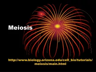 Meiosis