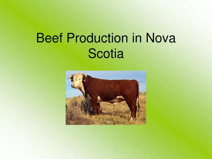 beef production in nova scotia