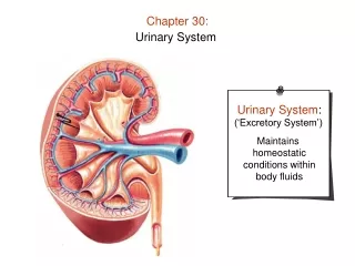 Chapter 30: Urinary System