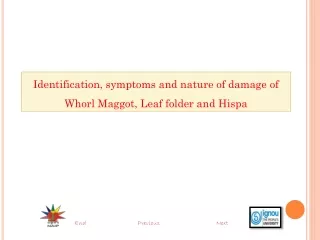 Identification, symptoms and nature of damage of Whorl Maggot, Leaf folder and  Hispa