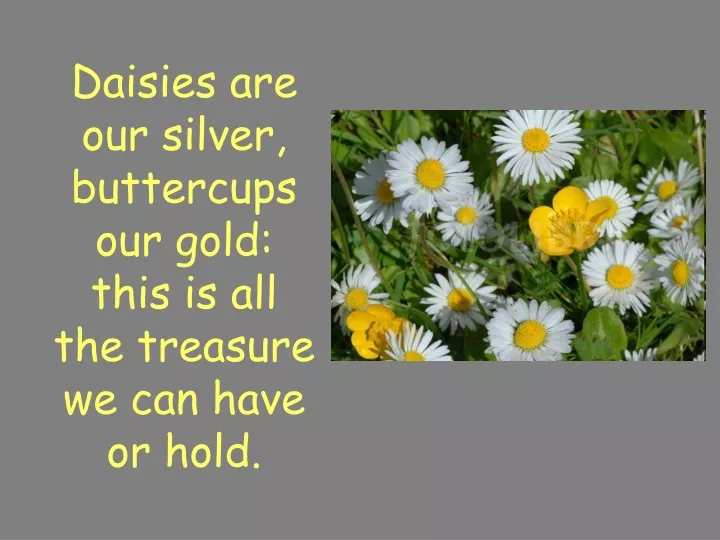 daisies are our silver buttercups our gold this