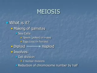 meiosis