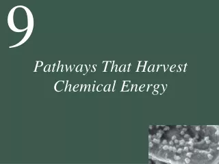 Pathways That Harvest Chemical Energy
