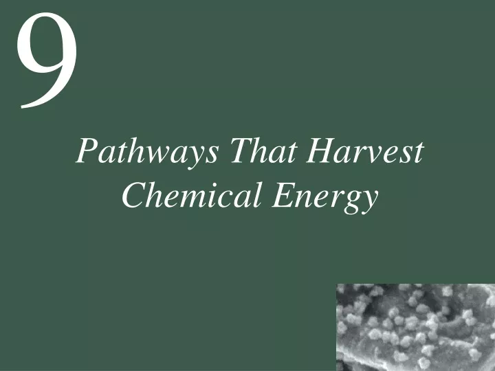 pathways that harvest chemical energy