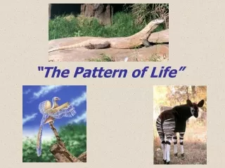 “The Pattern of Life”