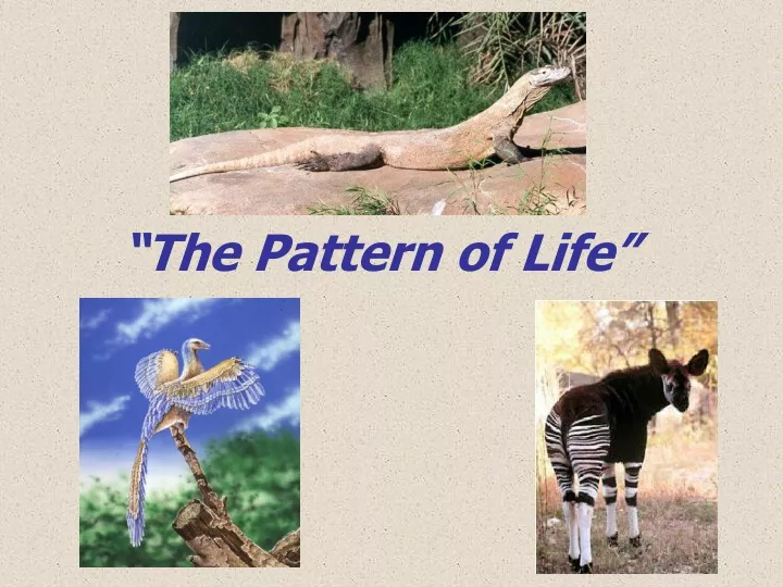 the pattern of life