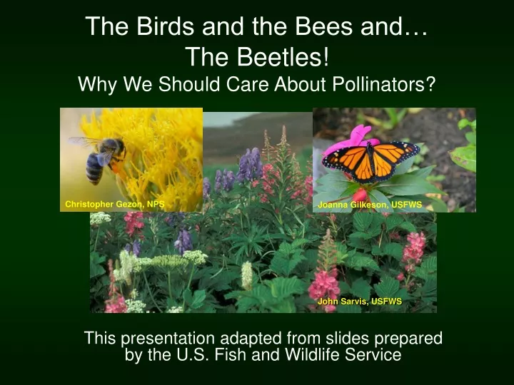 the birds and the bees and the beetles why we should care about pollinators