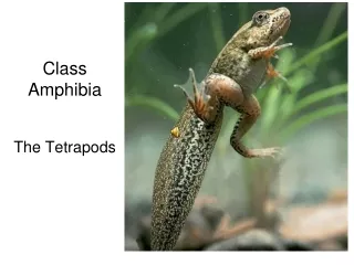 Class  Amphibia
