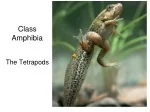 Evolution of Amphibians and Tetrapods: From Transition to Diversification - slide 1