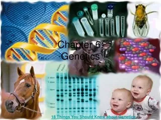 Chapter 6: Genetics