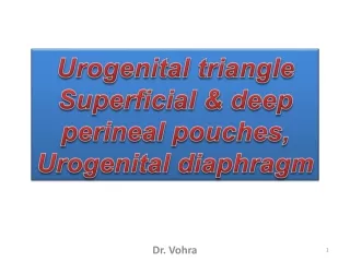 Urogenital triangle Superficial &amp; deep perineal pouches, Urogenital diaphragm