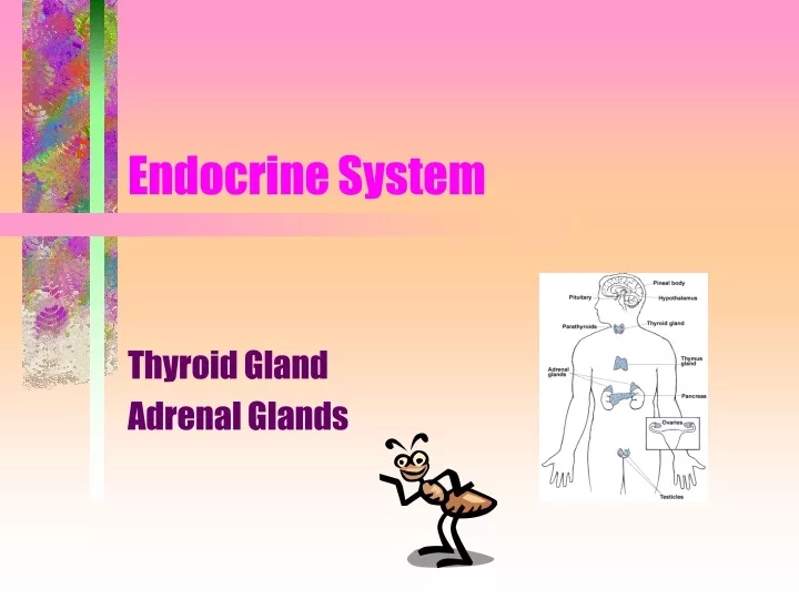 endocrine system