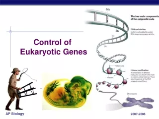 Control of  Eukaryotic Genes