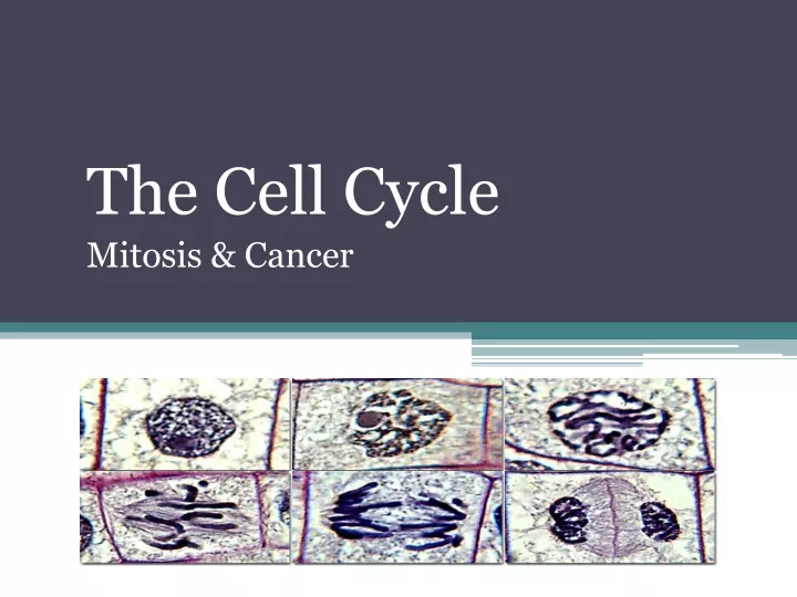 the cell cycle mitosis cancer