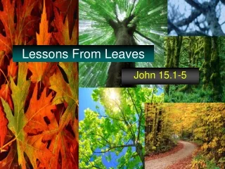 Lessons From Leaves