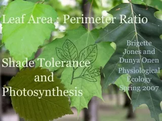 Leaf Area : Perimeter Ratio Shade Tolerance  		and  Photosynthesis