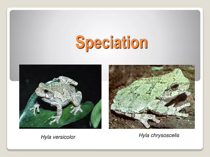 speciation