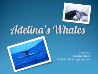 Adelina’s  Whales