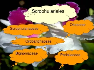 Scrophulariales