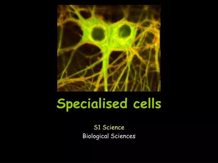 specialised cells