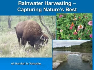 Rainwater Harvesting – Capturing Nature’s Best