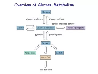 Overview of Glucose Metabolism