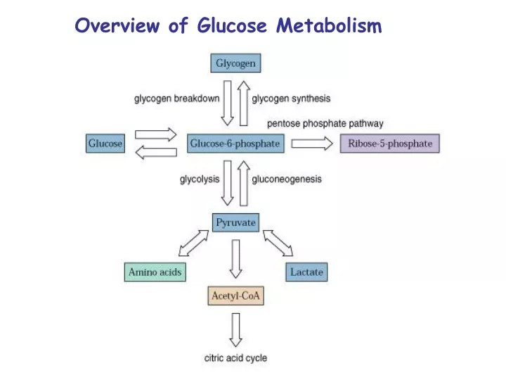 overview of glucose metabolism