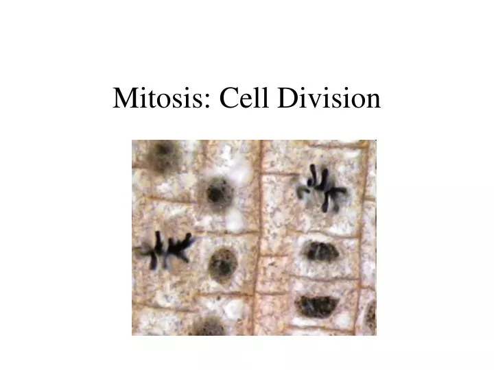 mitosis cell division